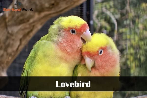 Lovebird