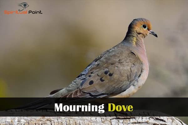 Mourning Dove