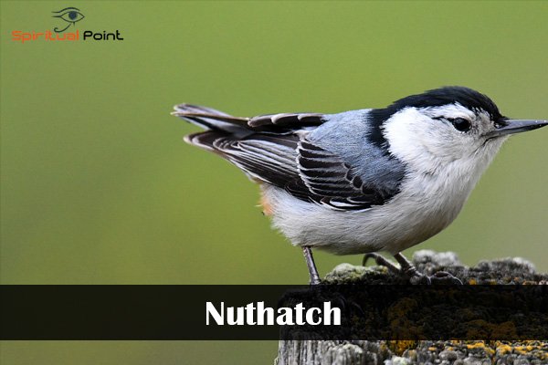 Nuthatch