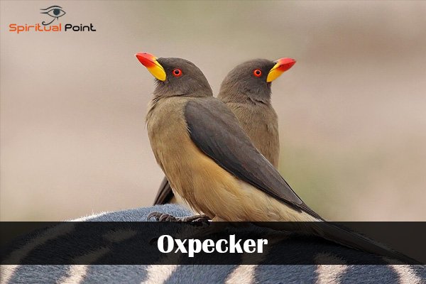 Oxpecker