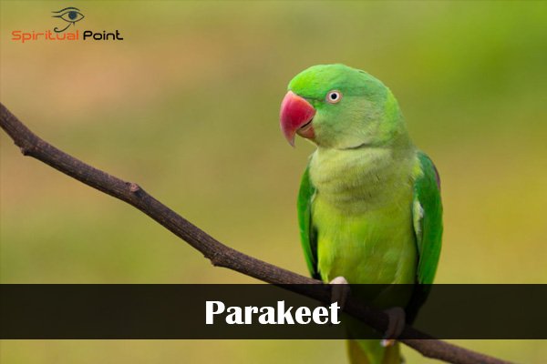 Parakeet