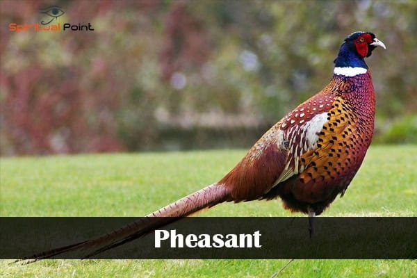 Pheasant