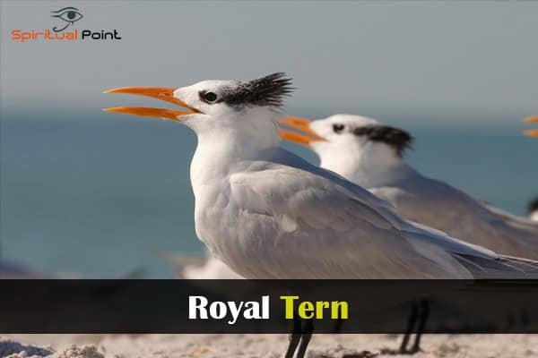 Royal Tern