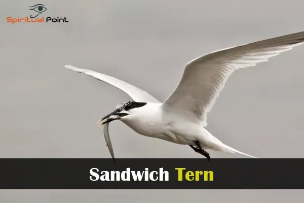 Sandwich Tern