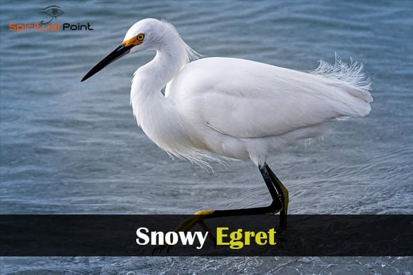 Snowy Egret