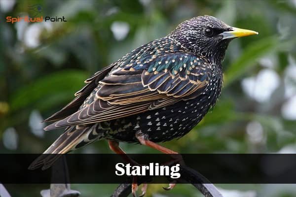 Starling