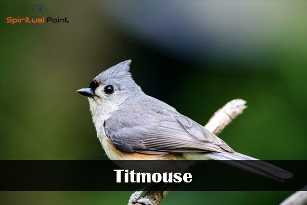 Titmouse