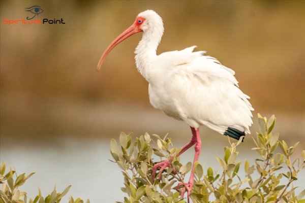 White Birds in Florida