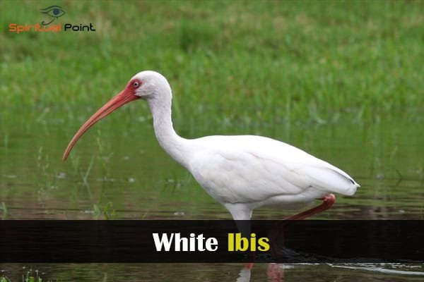White Ibis