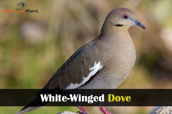 White-Winged Dove