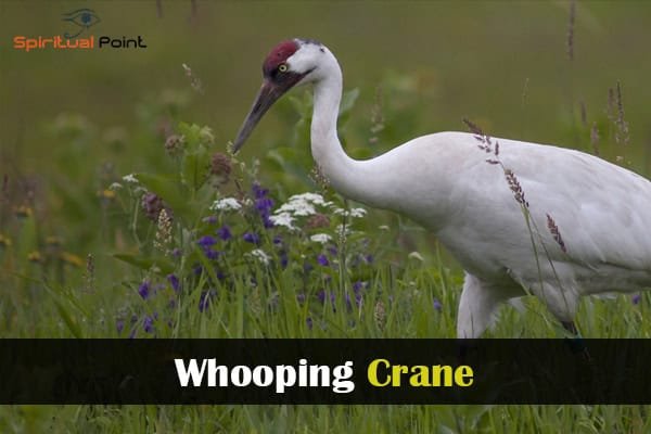 Whooping Crane