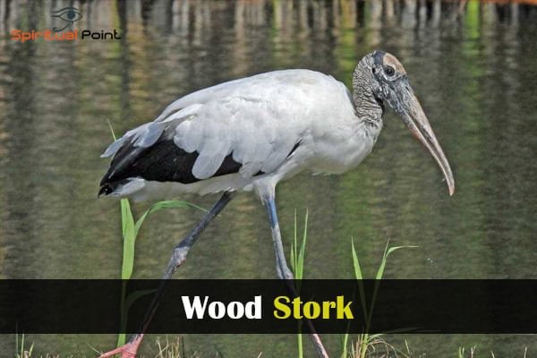 Wood Stork