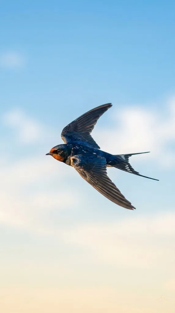 Adaptable Swallow